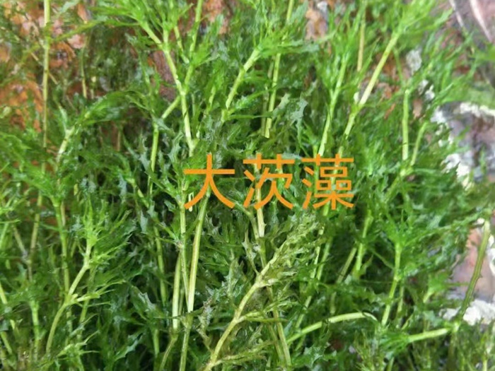 大茨藻